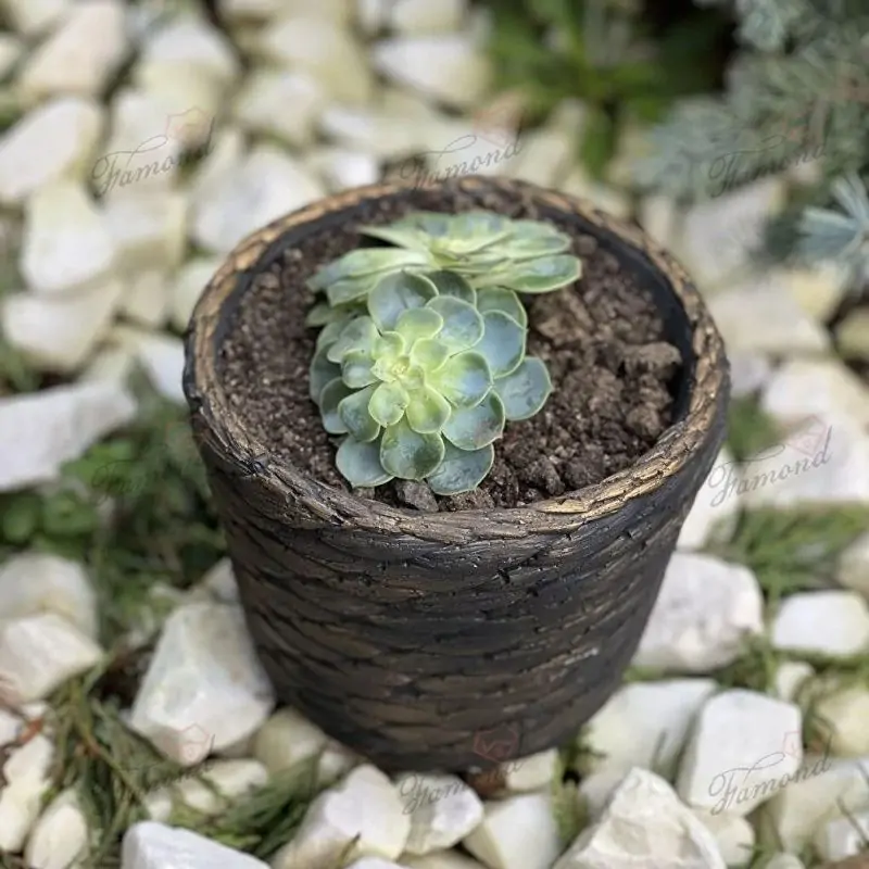 Natural Stone-like Pot made of Cement Rattan Shapes Cute Vintage Design for Succulent Plants